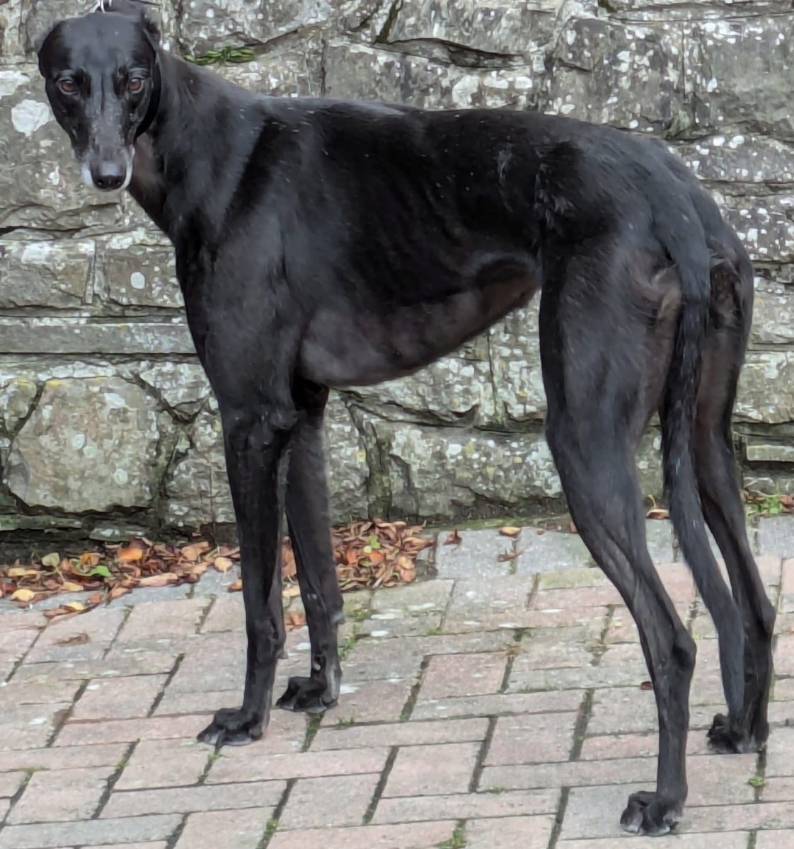 rosiedoc666's tweet image. Grace still missing.
black #Greyhound green tattoos in both ears/spayed.
North #Devon 6/4/25 could be anywhere now. a much loved pet and we desperately want her home.
Finder's Fee can be paid for her safe/live return.
If you have 'rehomed' Grace, pls get in touch. 07880717233 TY