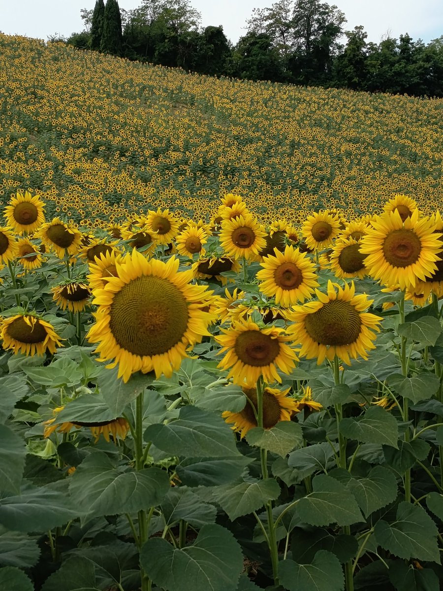 Gianmarcomacpez's tweet image. Non è estate senza #girasoli emozionante correrci accanto,10km tra salite e discese #iocorroqui le gambe resistono ad ogni allungo e le sensazioni sono buone #runlovers