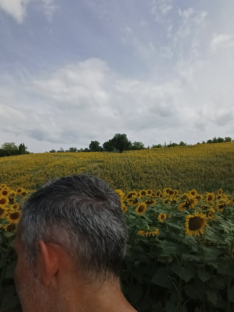 Gianmarcomacpez's tweet image. Non è estate senza #girasoli emozionante correrci accanto,10km tra salite e discese #iocorroqui le gambe resistono ad ogni allungo e le sensazioni sono buone #runlovers
