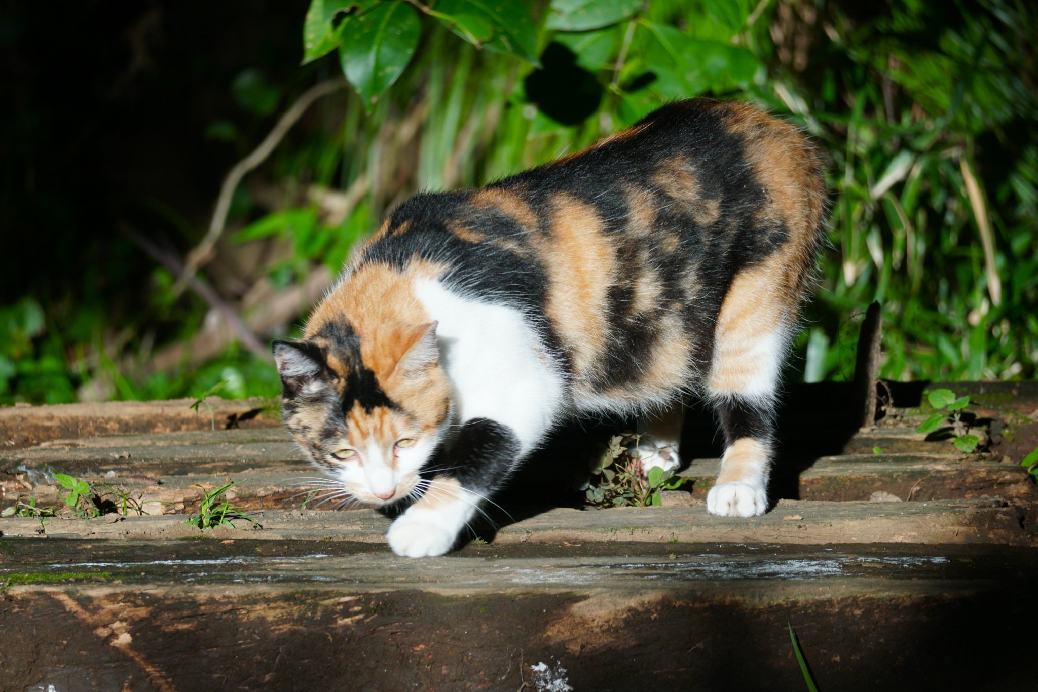 はなねこ カッパはな。Hana in rain coat. | 私信 まるです。