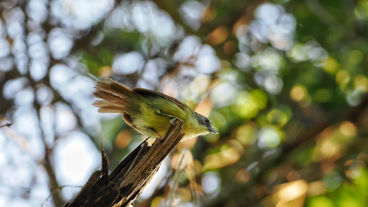 Kangean Tit-Babbler - I've been meaning to make the visit to Kangean the last few years and finally managed to fit it in. The Tit-Babblers were mainly high up in the trees, but eventually came lower down.