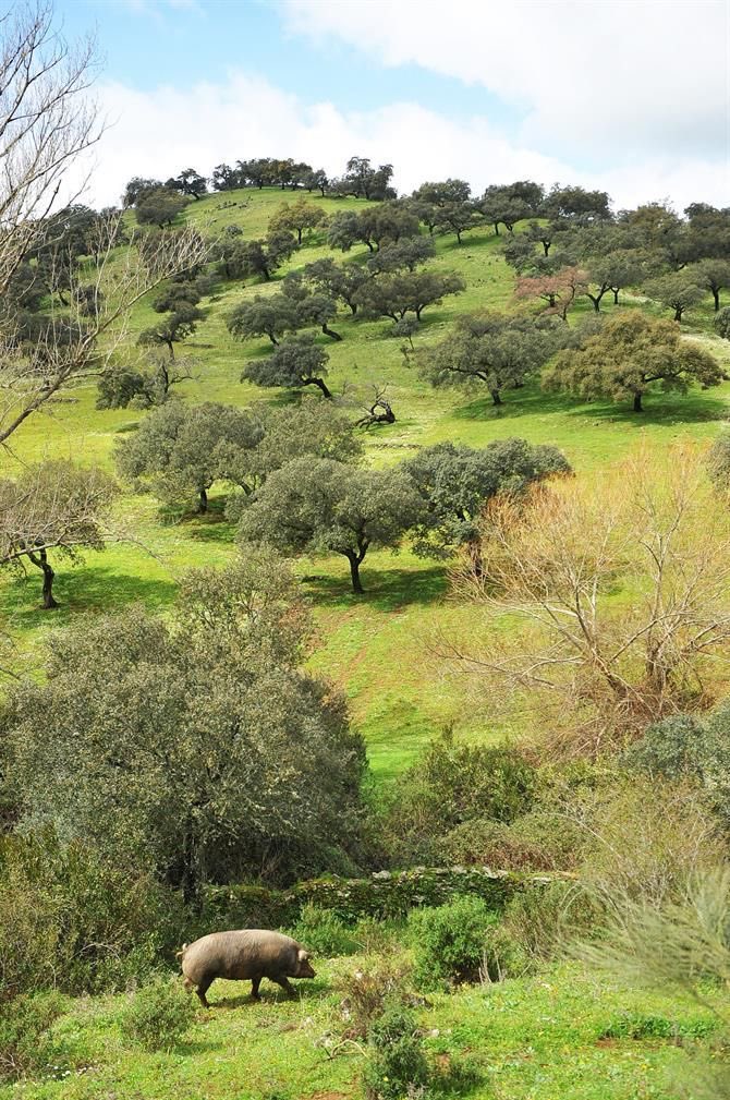 Magical Spain (@magicalspain) on Twitter photo 