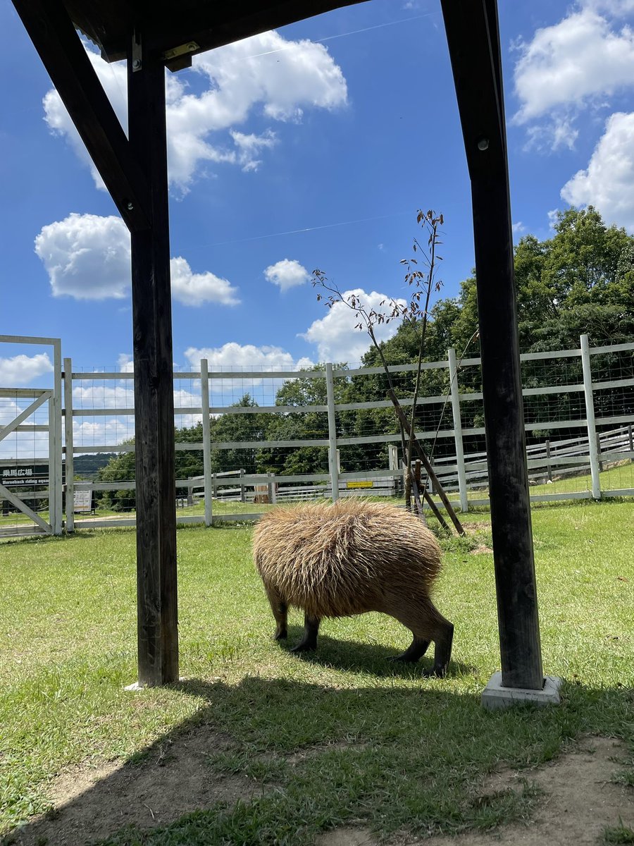capybara5179's tweet image. カピバラのイベントするよー!
おかやまフォレストパークドイツの森でやるよー!
9月27日、28日だよー!
#カピバラ
#capybara
#水豚
#卡皮巴拉
#イベント
#岡山フォレストパークドイツの森