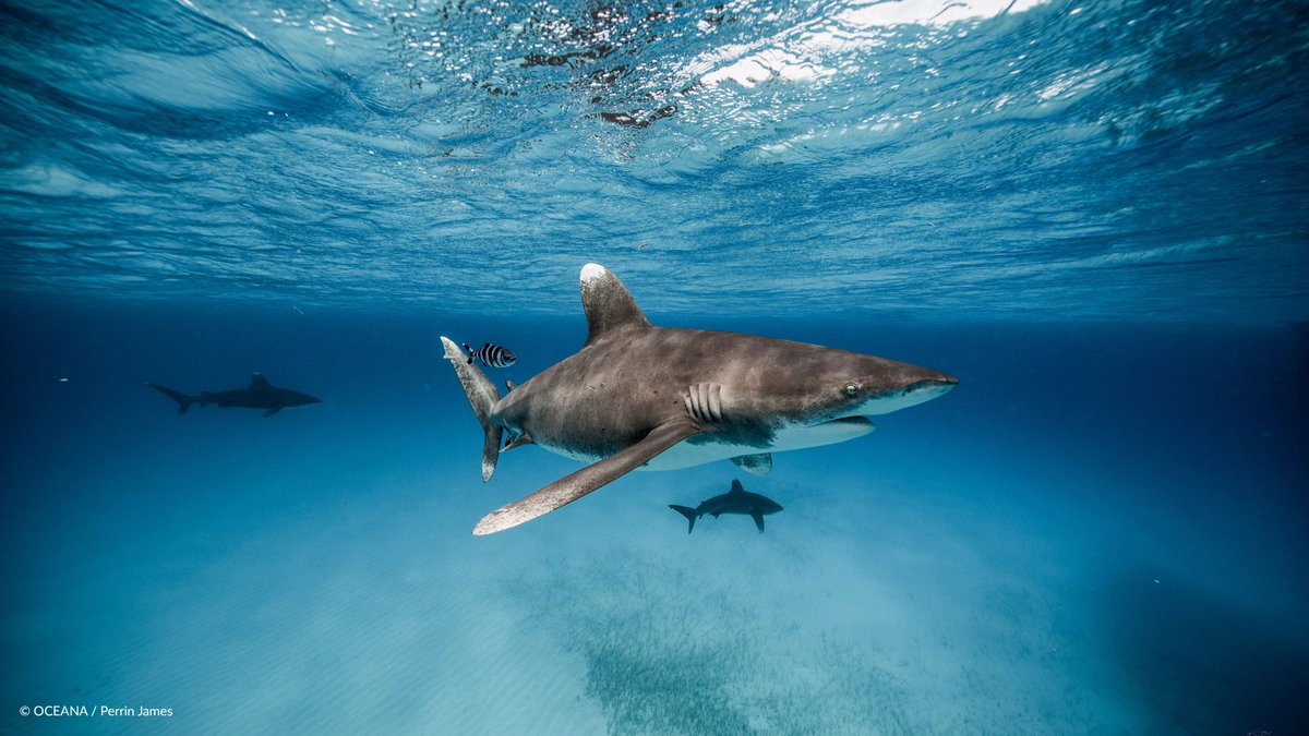 oceana's tweet image. 23 years of protecting the ocean—because of you. 💙
Every win we’ve achieved…
🌊 Safeguarded ocean habitat
🚫 Banned singe-use plastics
🐋 Protected marine life
…was made possible by our Wavemaker community.
Join us to help fuel the next 23 years of ocean victories.…