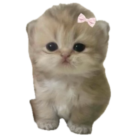 urBABe💙 tweet media