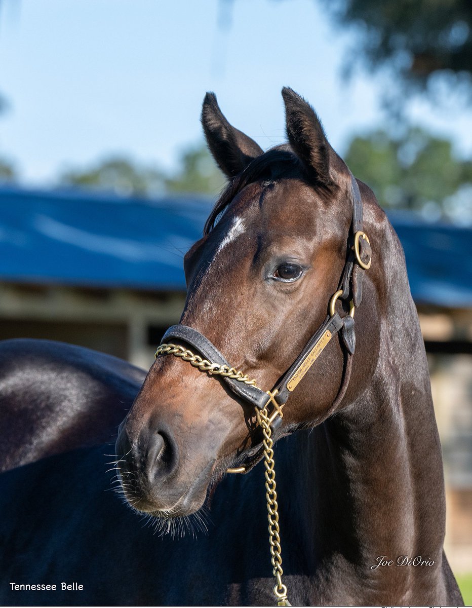 randyboyd's tweet image. Jenny and I are excited to cheer on our baby, Tennessee Belle, as she makes her racing debut this afternoon at #Saratoga! She’s a 2-year-old filly running in Race 7 at 3:52pm ET from post position 2. We hope you’ll tune in and cheer her on! nyra.com/saratoga/racin….…