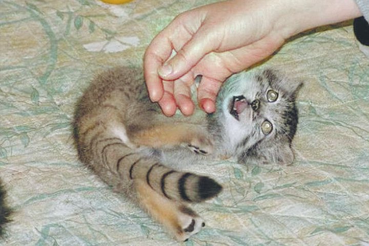 nemo_patiens's tweet image. Manul morning. I had terrible dreams and am incredibly relieved that they weren't real.