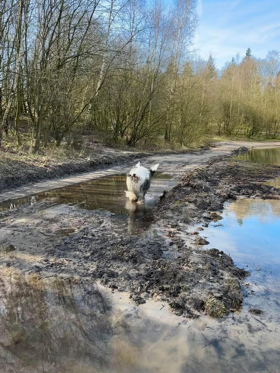 Als je hond over water loopt om bij je te zijn 🥰

#oes #oldenglishsheepdogs
#dogsofinstagram