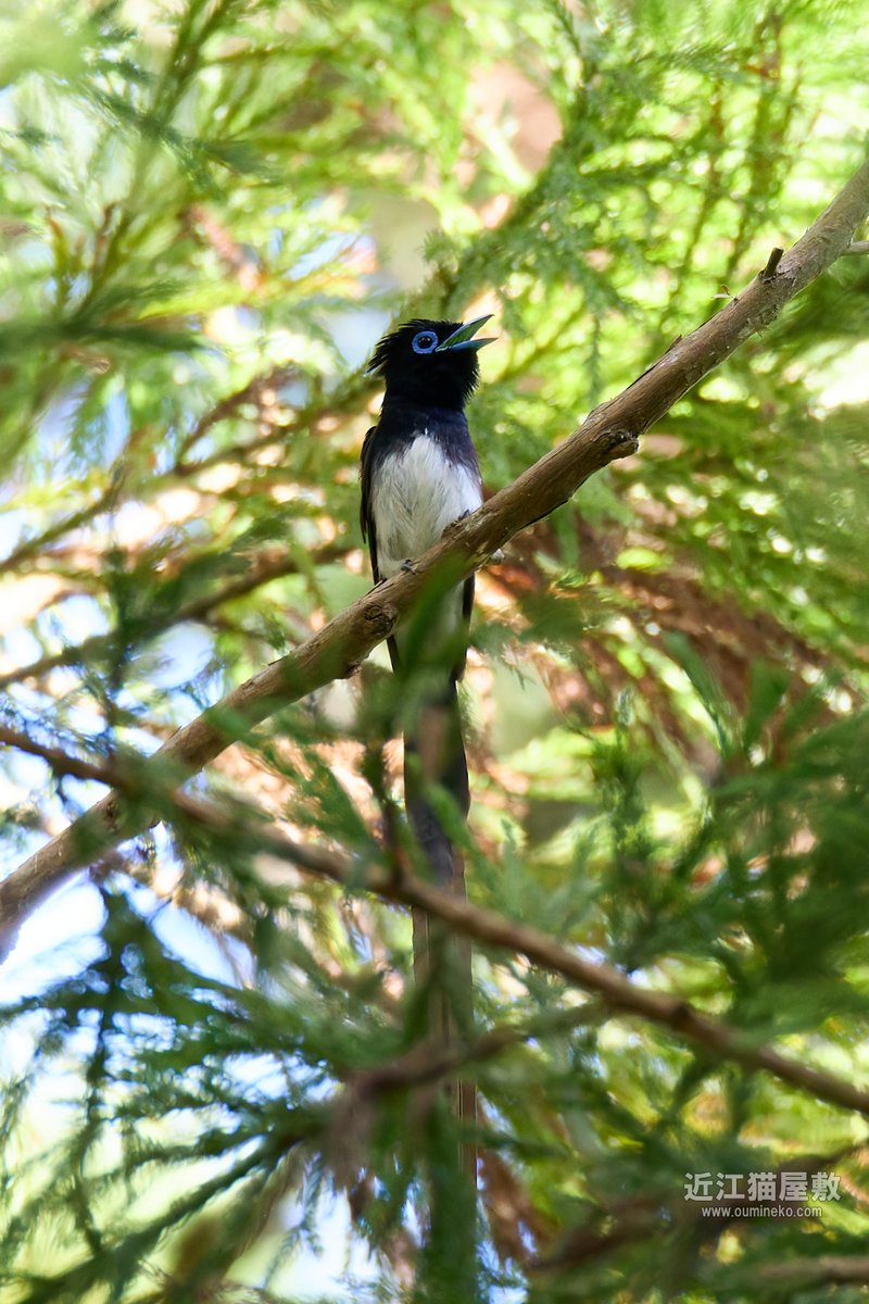 まだまだ撮れるサンコウチョウ。#野鳥撮影 #野鳥観察 詳細→ oumineko.com/archives/35970