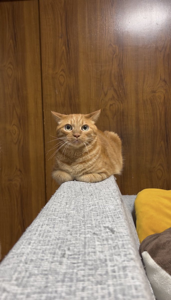 KuloxCha's tweet image. 防波堤で、手ブラで座れる様になって
早や7年か…🌊🐈