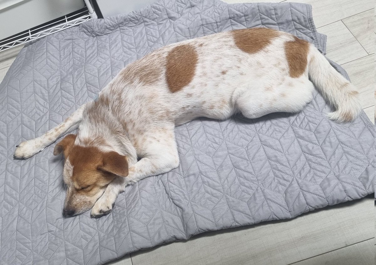 milolucky5's tweet image. 더워서 기운이 쪽 빠졌나 봐요
오늘 산책 시간은 안 길었는데
정신 못차리고 자요
떵 한 번도 안 쌌는데 괜찮겠죠..🤔
새벽에 깨울 거 같은 예감..
#가족찾는마일로