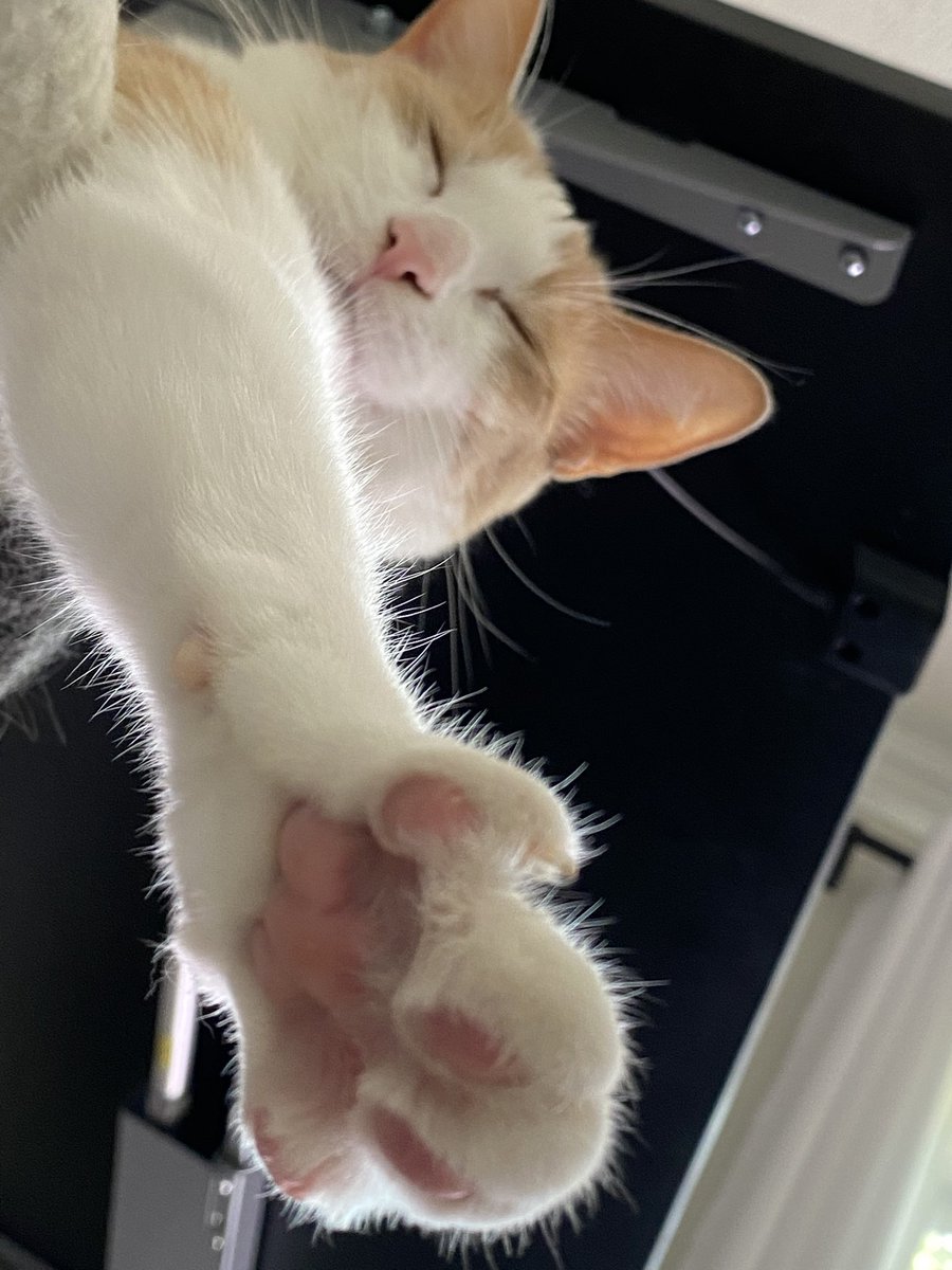 thetaoishway's tweet image. Happy #Caturday ! 🐈