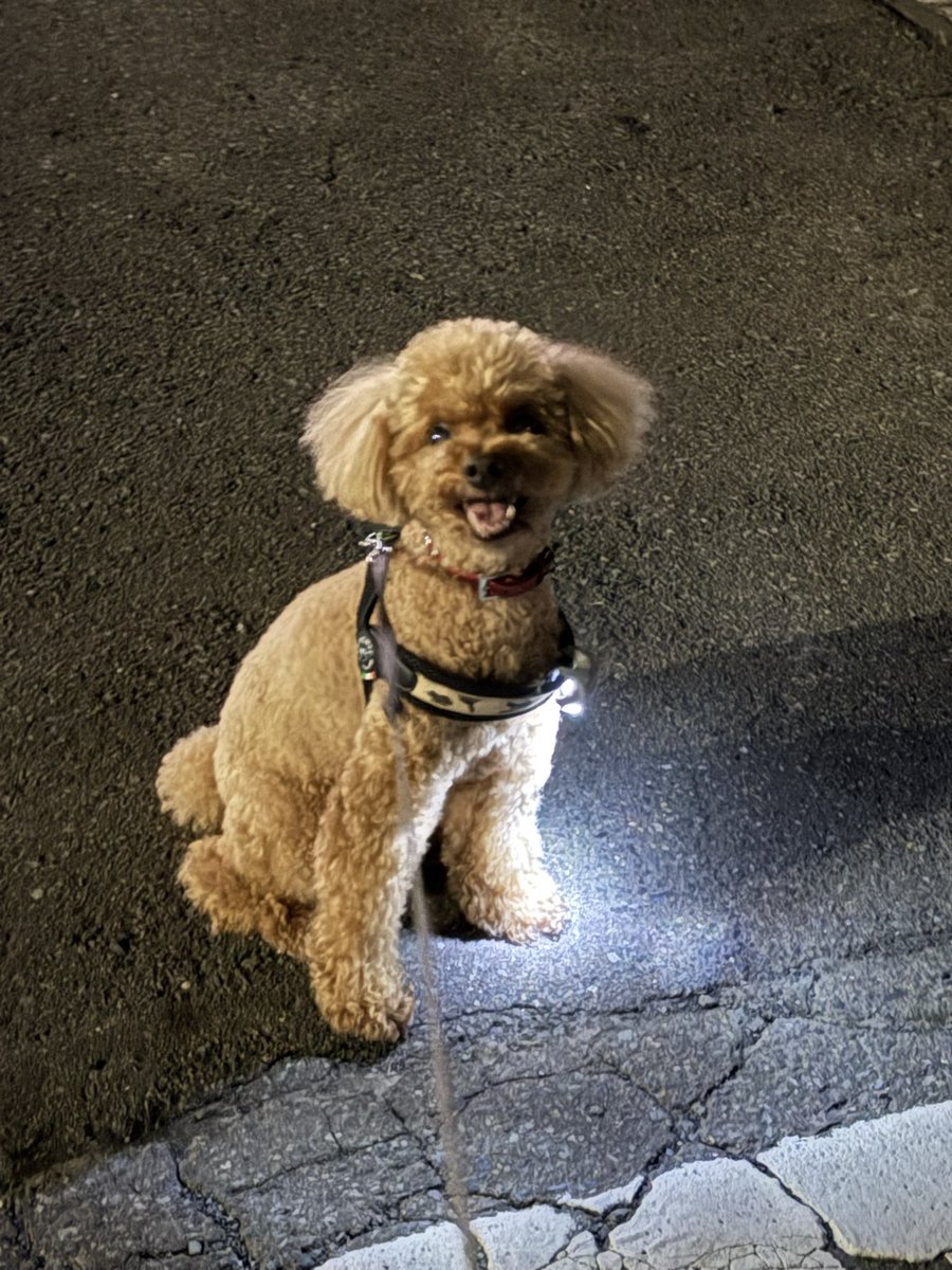 fujiech's tweet image. お待たせしすぎたかもしれません🙏

夜散歩🐶🐾
楽しそーでよかった🥳
