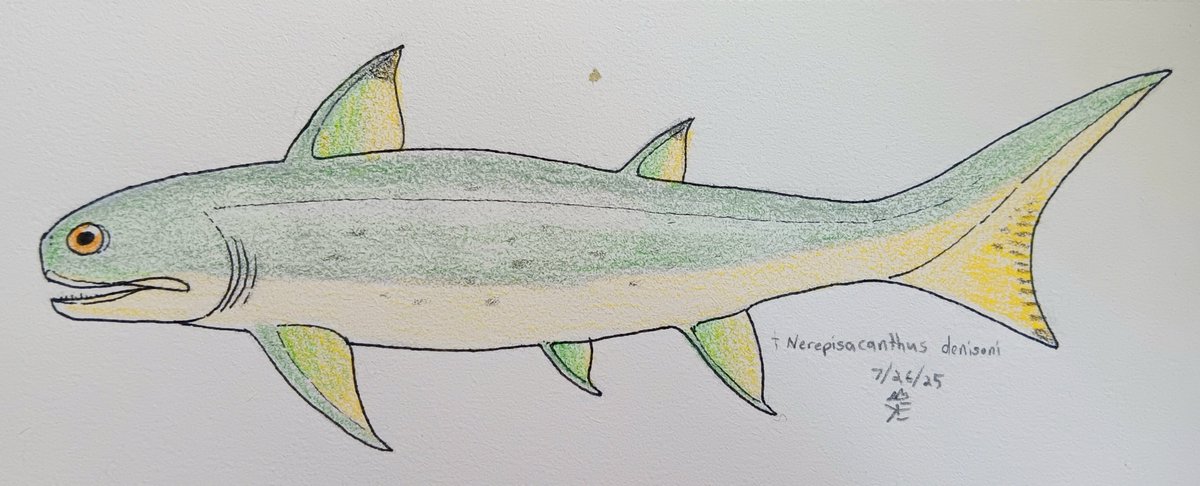 Color sketch of the minnow-sized "acanthodian" Nerepisacanthus from the Late Silurian of eastern Canada and New York.