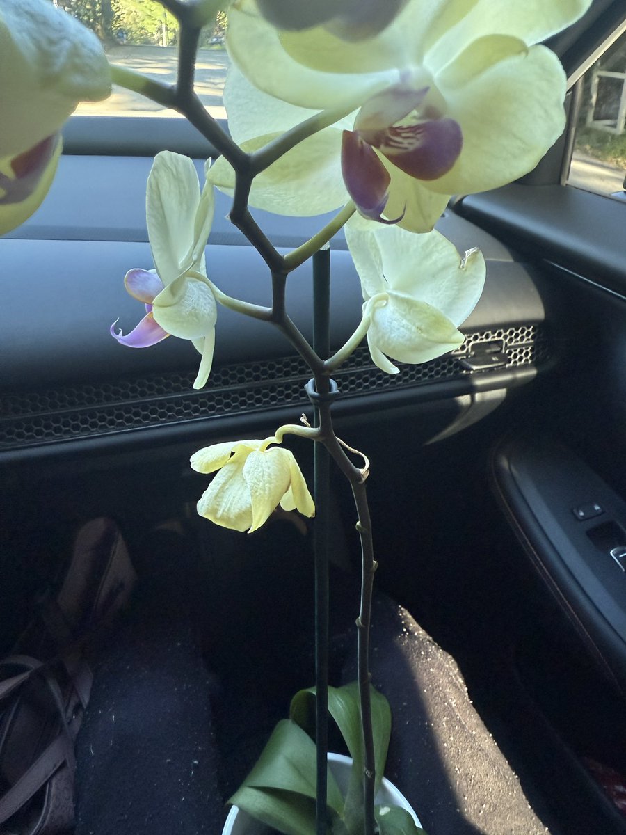 barbiepop_'s tweet image. Yesterday it was a Pink Friday, which is so cool right? it gets cooler… I kept seeing different traces of pink from different plants, signs of stores, or shirts that he picked out that he wanted me to wear from sun up to sun down. This morning I was surprised…💕