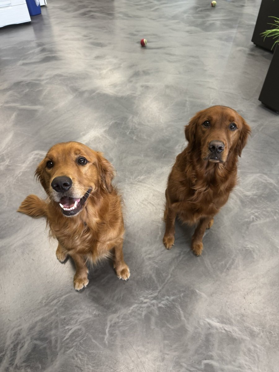 tcaff_'s tweet image. Took my best friends to the office today
Quick @project_o_gg tourney, going to clean up.
Then loads of @fableborne work.
Cant do it without the boys