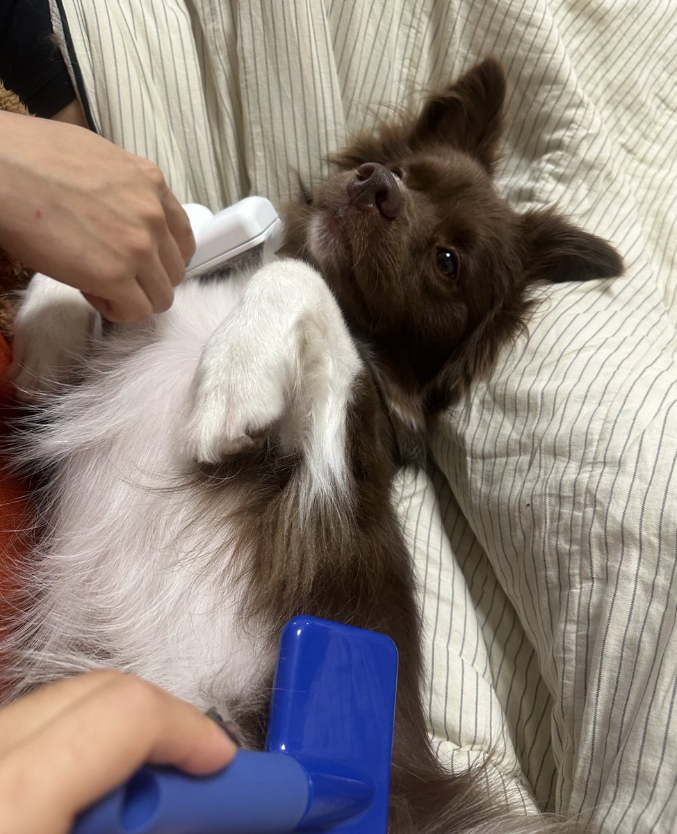bamtingoo's tweet image. 요즘 밤팅이 양육하면서 이런저런 걱정이 많았는데 엄마가 카톡해줘서 좀 울었다 ㅜ 이제야 부모님 마음이 너무 이해가 가고 자식으로서 고맙기도 하고 미안하기도 하고... 밤팅이에게 좋은 어마가 되기 위해사 더 공부하고 노력해서 행복한 가정이 되었으면 좋겠다 ㅠ 밤팅아 사랑해 ㅜ