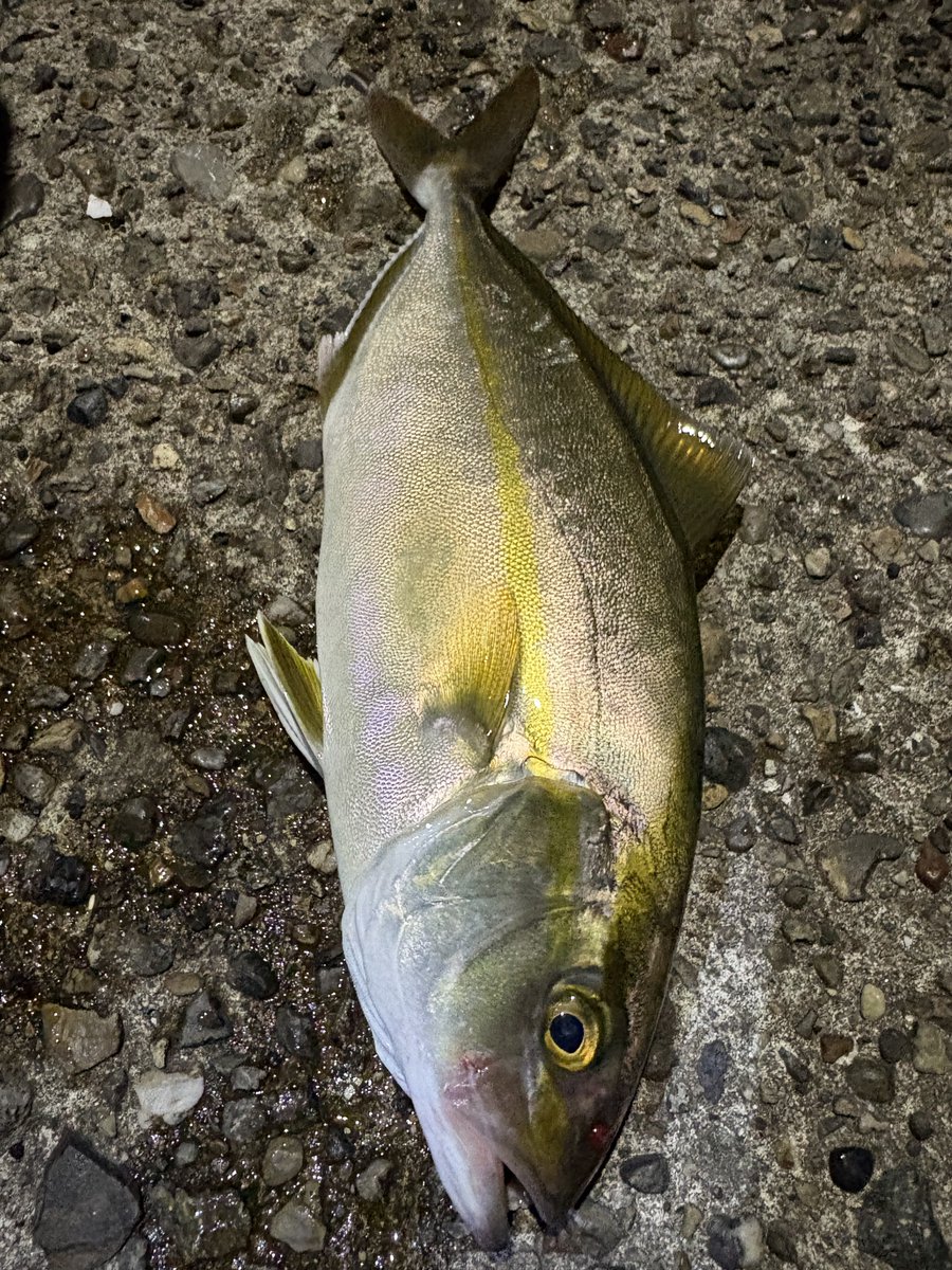 NotAtAllHead's tweet image. アジ追いかけてる魚狙って粘ってたんだけどカンパチの子供だった
ヨシ‼️