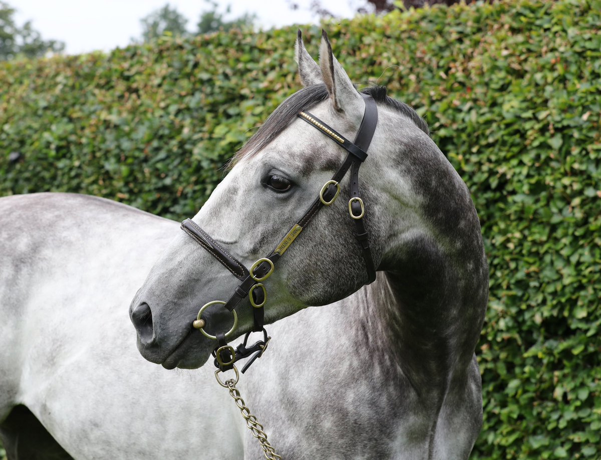 IrishNatStud's tweet image. ✨New Stakes winner for Phoenix Of Spain as Cheshire Dancer lands the G3 Valiant Stakes @Ascot 🏆🇪🇸
Congrats to Hugo Palmer, Billy Loughnane, @ciaraeglington @SackvilleDonald 👏 @Tattersalls_ie
#stakeswinner #phoenixrising