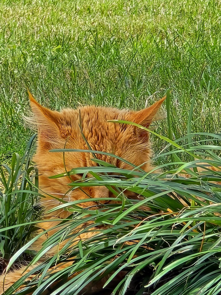 На этом фото нет никакого кота 🐱