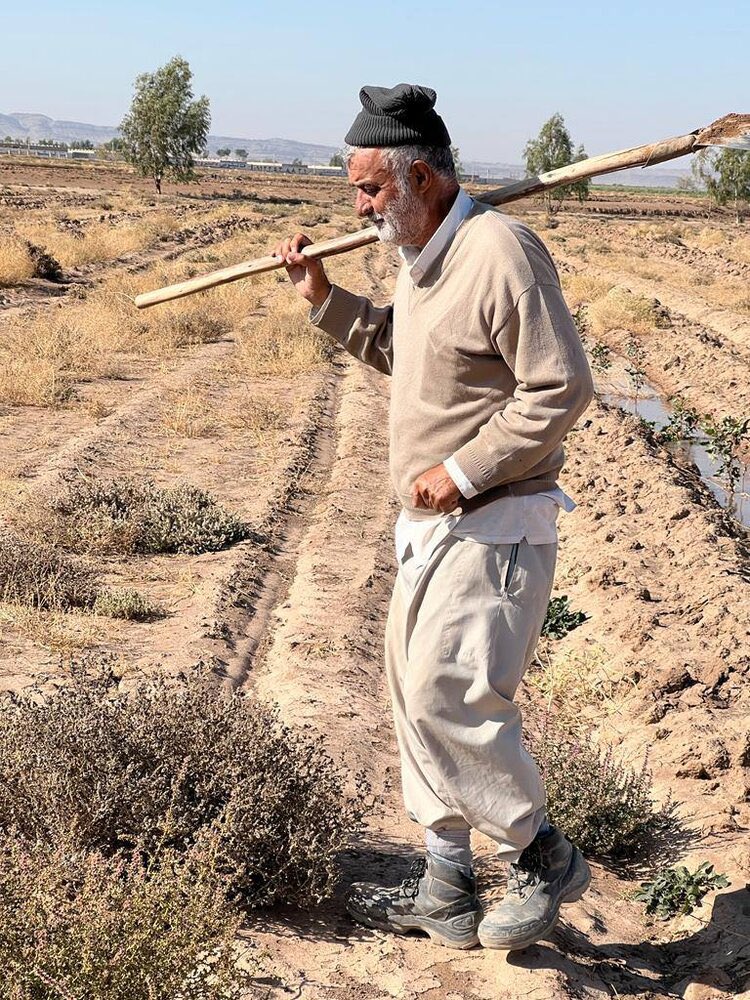 ParhamRamin's tweet image. پس از سالها بیلزدن و توسعهٔ غرقآبی، شاه بیلِ انقلاب را به مردم سپرده بود. باغی داشتیم، حوالی کرج. روزی که رفراندوم «نه یک کلمه کم، نه یک کلمه زیاد» برگزارشد، حوالی ظهر، مَشرَجب باغبان به «شهر» آمد و سری به ما زد. کِیفَش کوکِکوک بود. گویی از حج آمده و به حاجرجب ارتقا یافته…