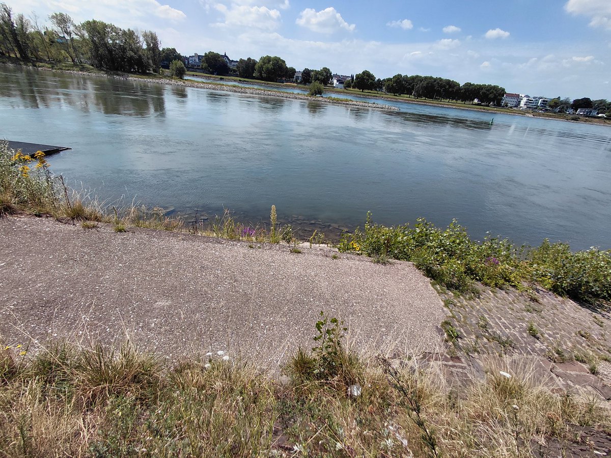 UMZiegeroski's tweet image. Ab morgen soll es wohl 1 Woche lang täglich regnen ... Das wird der Natur und den Gewässern gut tun. Ich genoss heute noch mal, vorher, Sommer-Sonne-Wärme ... 🌤👍🚶♀️👟🙂