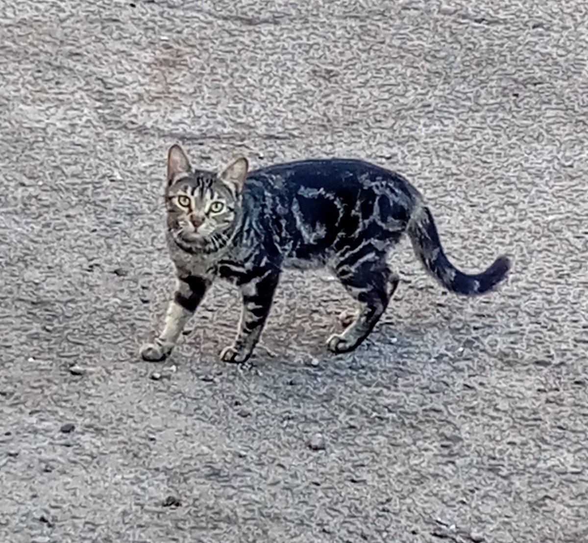 1etm3tr7's tweet image. Gato 1