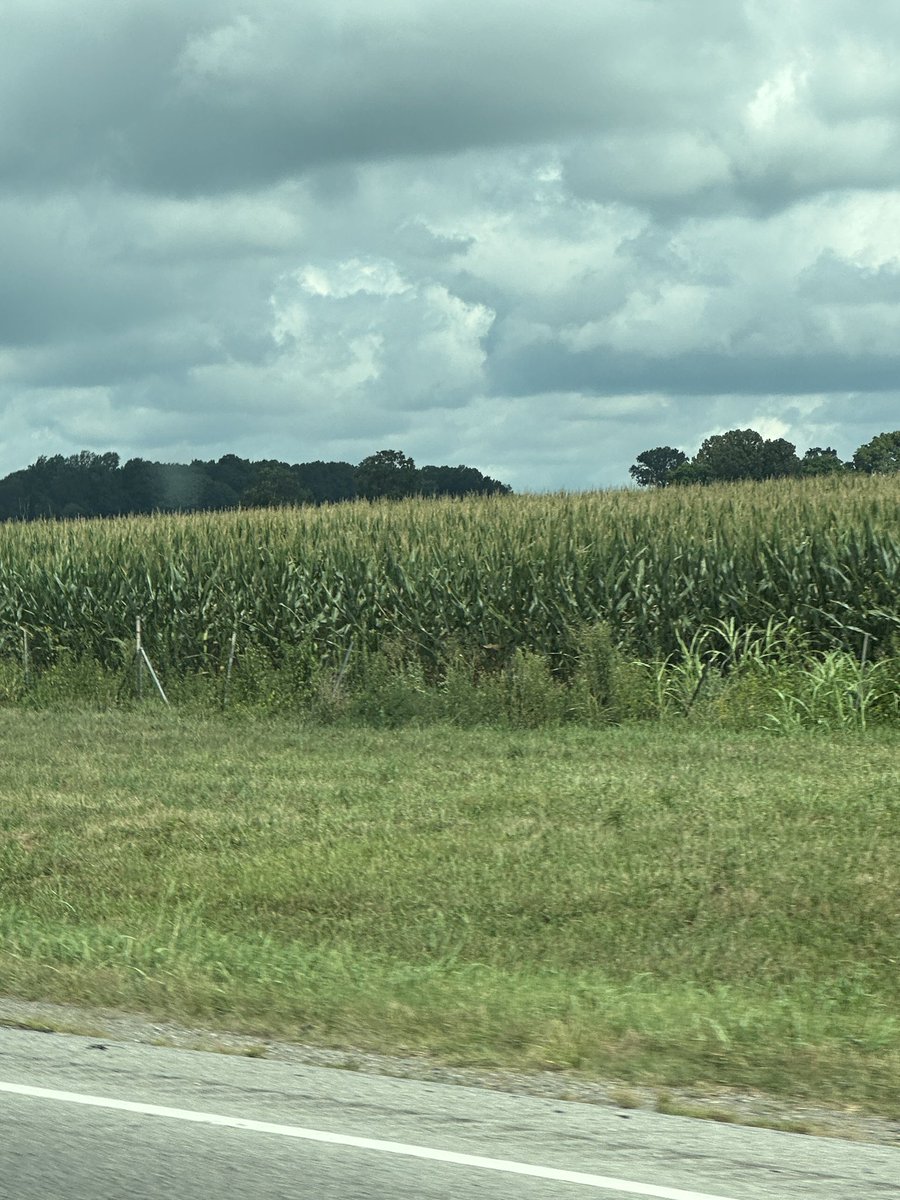 3sticksCGCS's tweet image. Didn’t realize so much corn was grown in Kentucky, Tennessee had more than I realized as well.