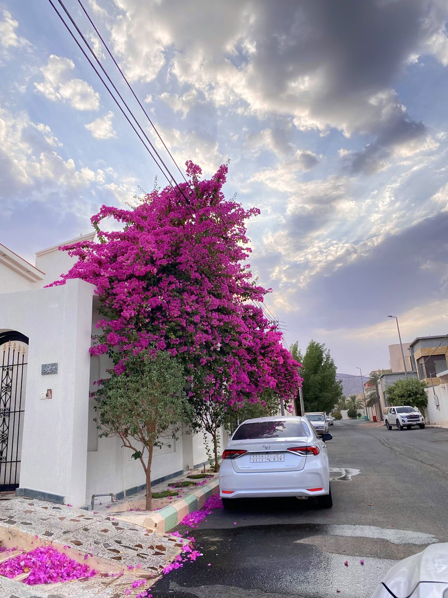 abdduidti's tweet image. السبت بأربع صور ..