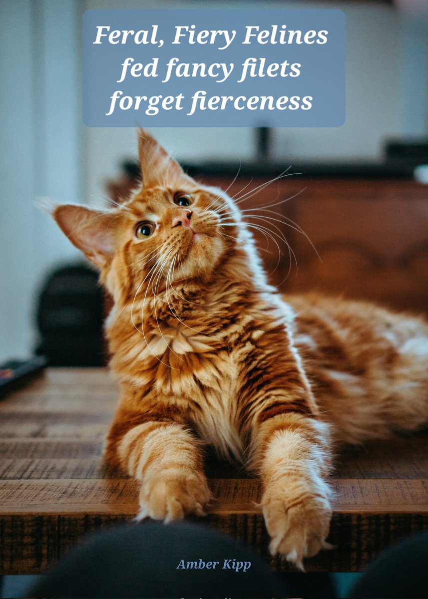 Morgan_R_R_Haze's tweet image. #UnchainedSymphonies #Only8Words
Feral, Fiery Felines
fed fancy filets
forget fierceness
Amber Kipp unsplash.com