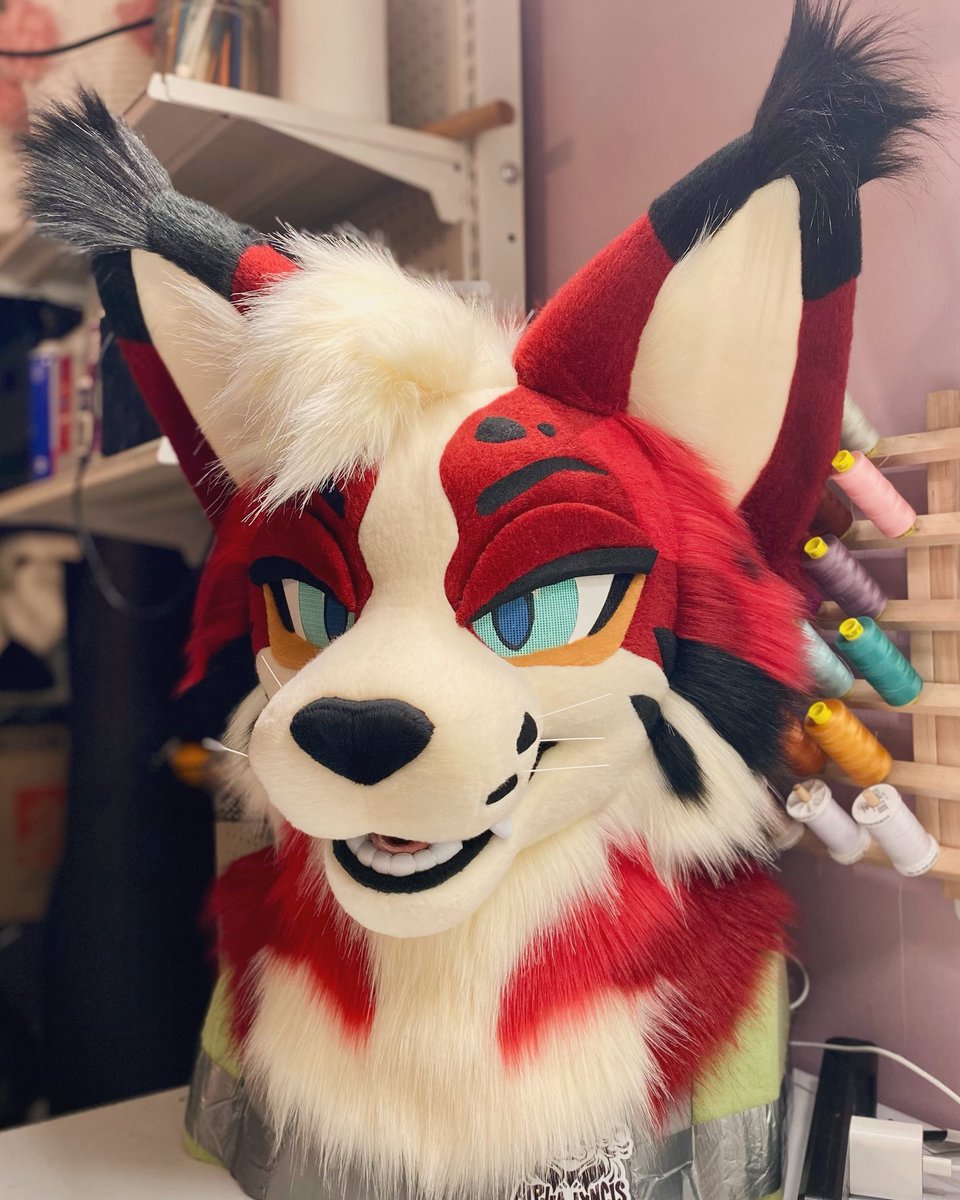 AlphaLyncis's tweet image. Look at those tufts! 😼 More of Aster ❤️