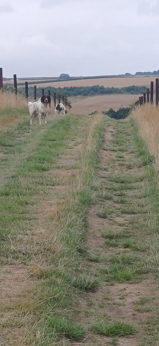 Hello pals...been a funny ol' day so far...dry, wet, dry, mizzly, bit of sun, mizzly, dry, wet.. . N we been exercisin accordingly... n Piper been doin a bit of Sat skool... cept he not sat very well .... oh well, maybe sumthin betta gonna happen soon😅 hope your day's briter😆😆