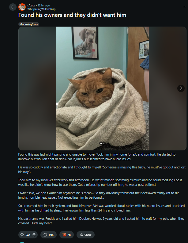 largelyingmodel's tweet photo. +50K Upvotes In Just 12 Hours  

This cat called Doober went viral on Reddit  

https://t.co/LMbYwPLPat https://t.co/fjFmQ5hRq5