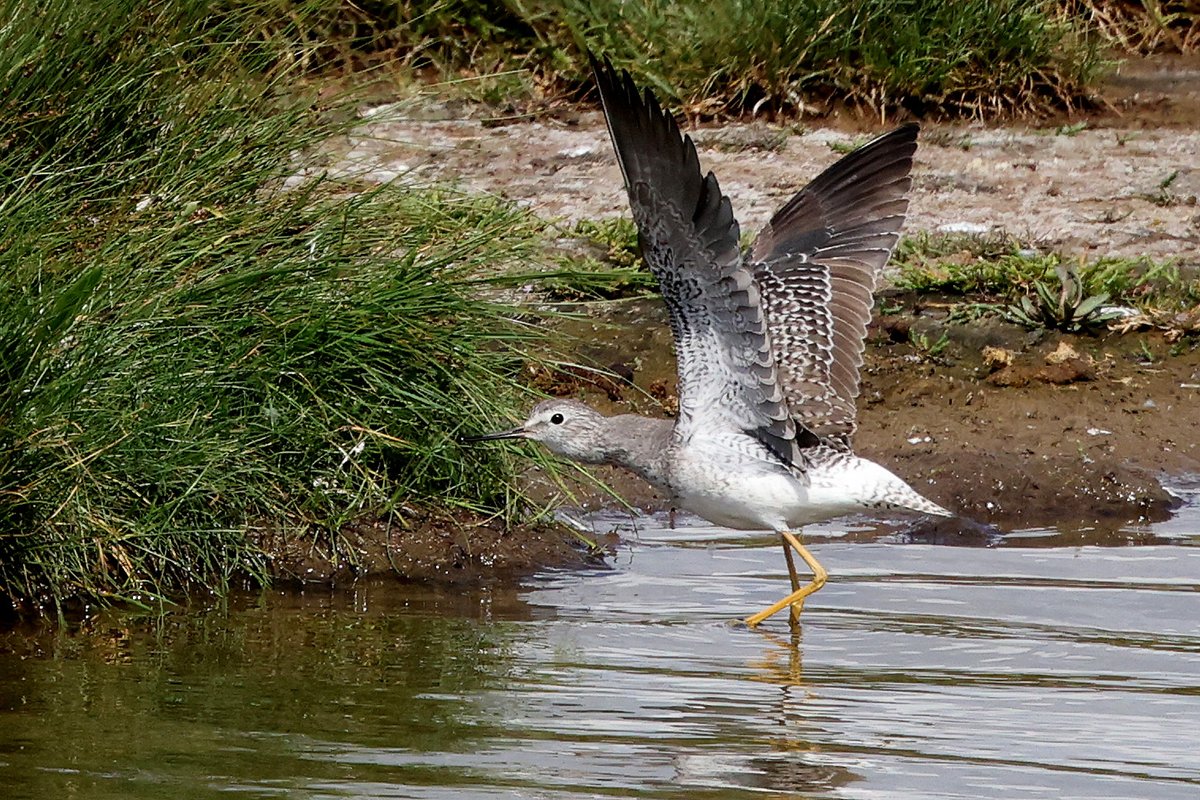 On this day in 2024, a Lesser Yellowlegs at Frampton Marsh.