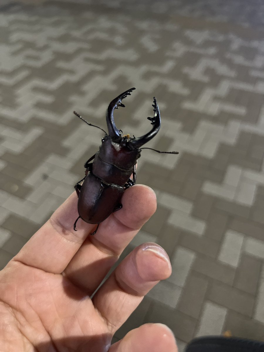 本当に流山おおたかの森周辺、正確には柏だけど。
クワガタとか、カブトムシいるんだな。
かなり感動🥺