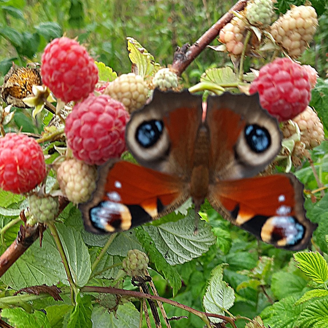 Кто сегодня полдня возился под моросящим дождём в огороде, тот я.
Собираю малину, поднимаю ветку, а под ней эта красотка спит! Развернула крылышки на полминуты, попозировала, и снова свернула). Чуть не в фокусе, но дождь мешал))