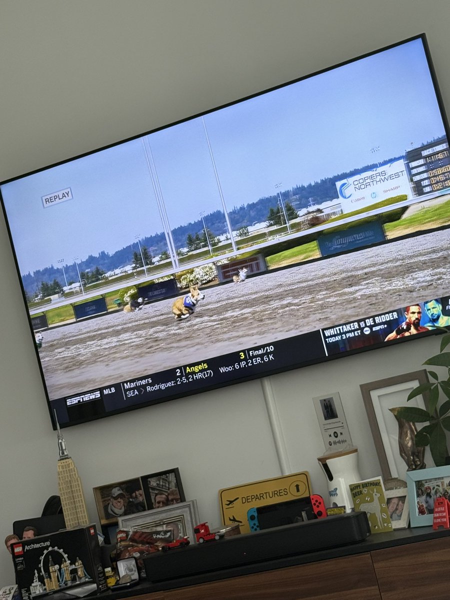 Live corgi racing this morning…