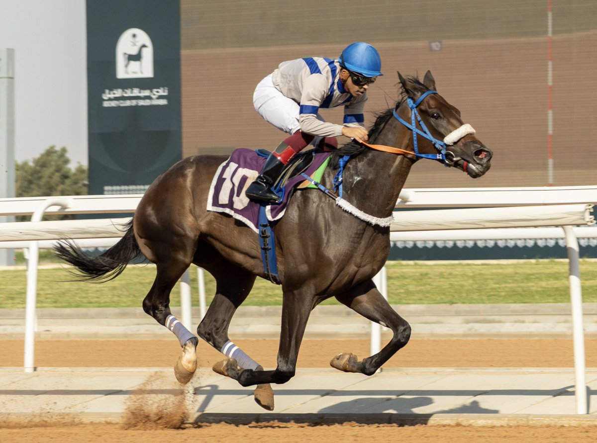 JCSA_Racing's tweet image. It was lucky number 7th try that got it done for MUTFAEL ALDER'EYAH. Congratulations to owner Shamookh Alaiz Stable, trainer Nh. Alsubaei and jockey Abdullah Alsaedi. #SaudiRacing #TaifSeason
