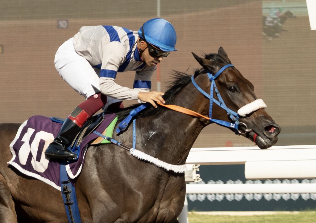 JCSA_Racing's tweet image. It was lucky number 7th try that got it done for MUTFAEL ALDER'EYAH. Congratulations to owner Shamookh Alaiz Stable, trainer Nh. Alsubaei and jockey Abdullah Alsaedi. #SaudiRacing #TaifSeason
