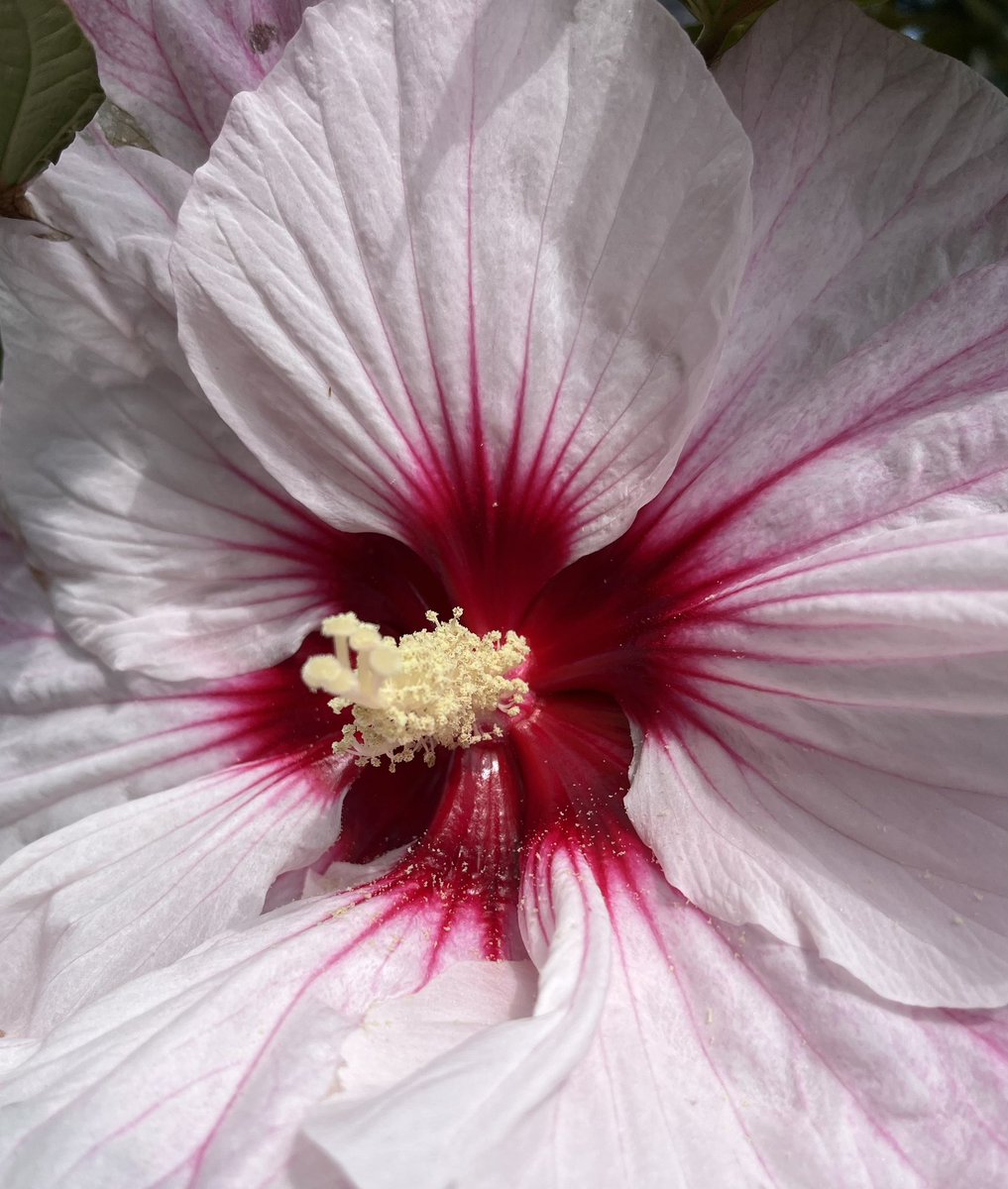 bvilkas's tweet image. Have a delightful Saturday!