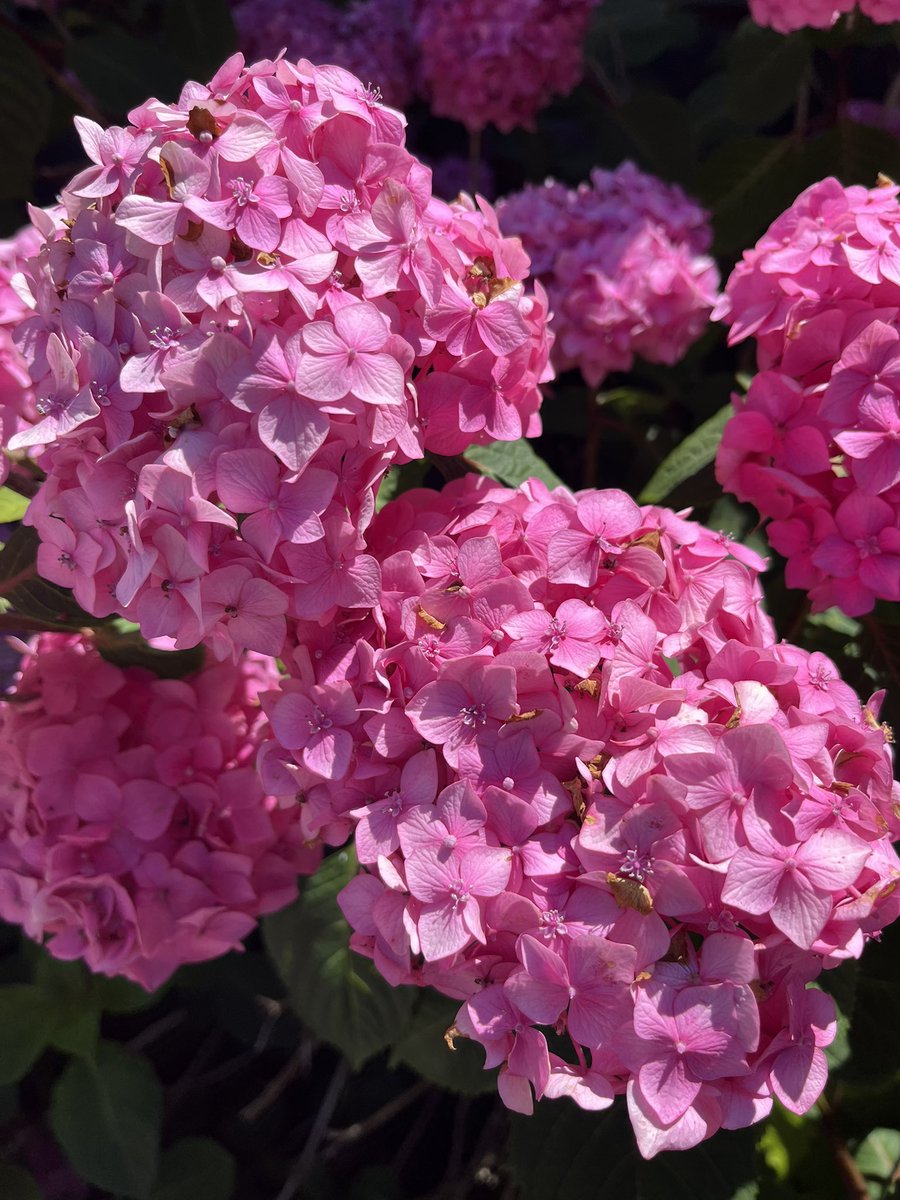 bvilkas's tweet image. Have a delightful Saturday!