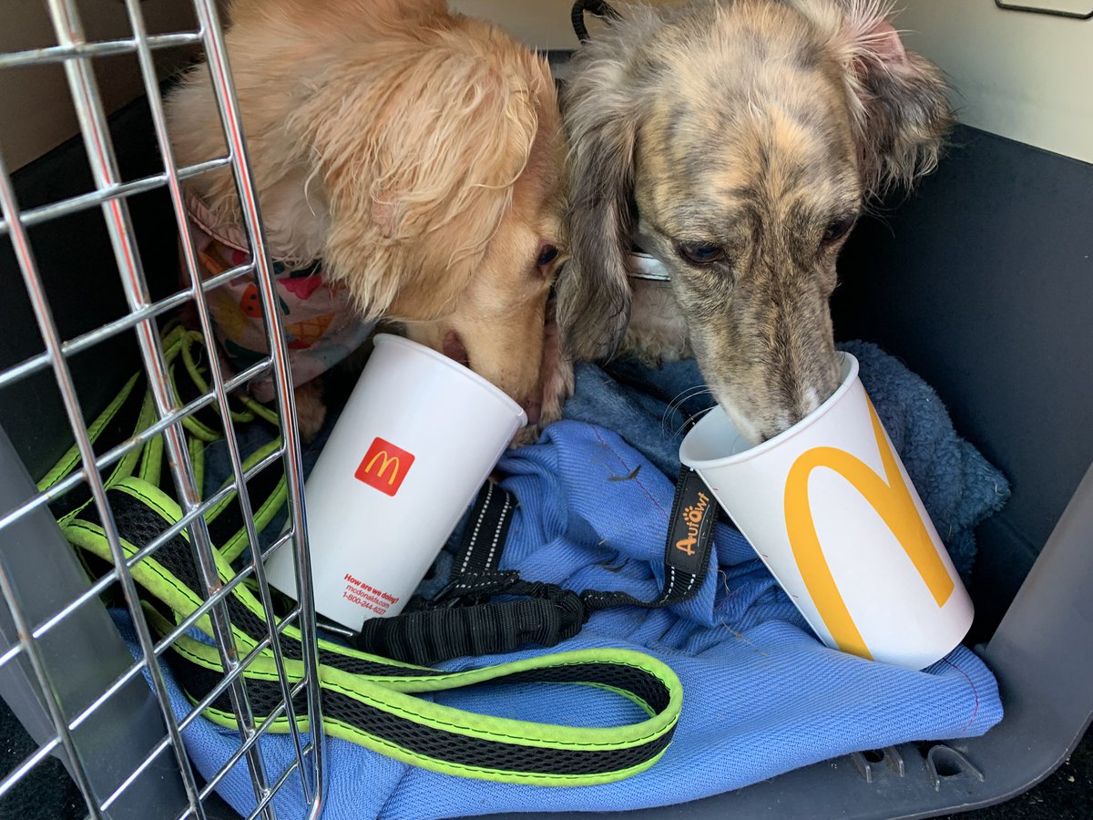 dani48086's tweet image. Walkies along the river with Daphne and Layla. And, Pupcups to finish with.
