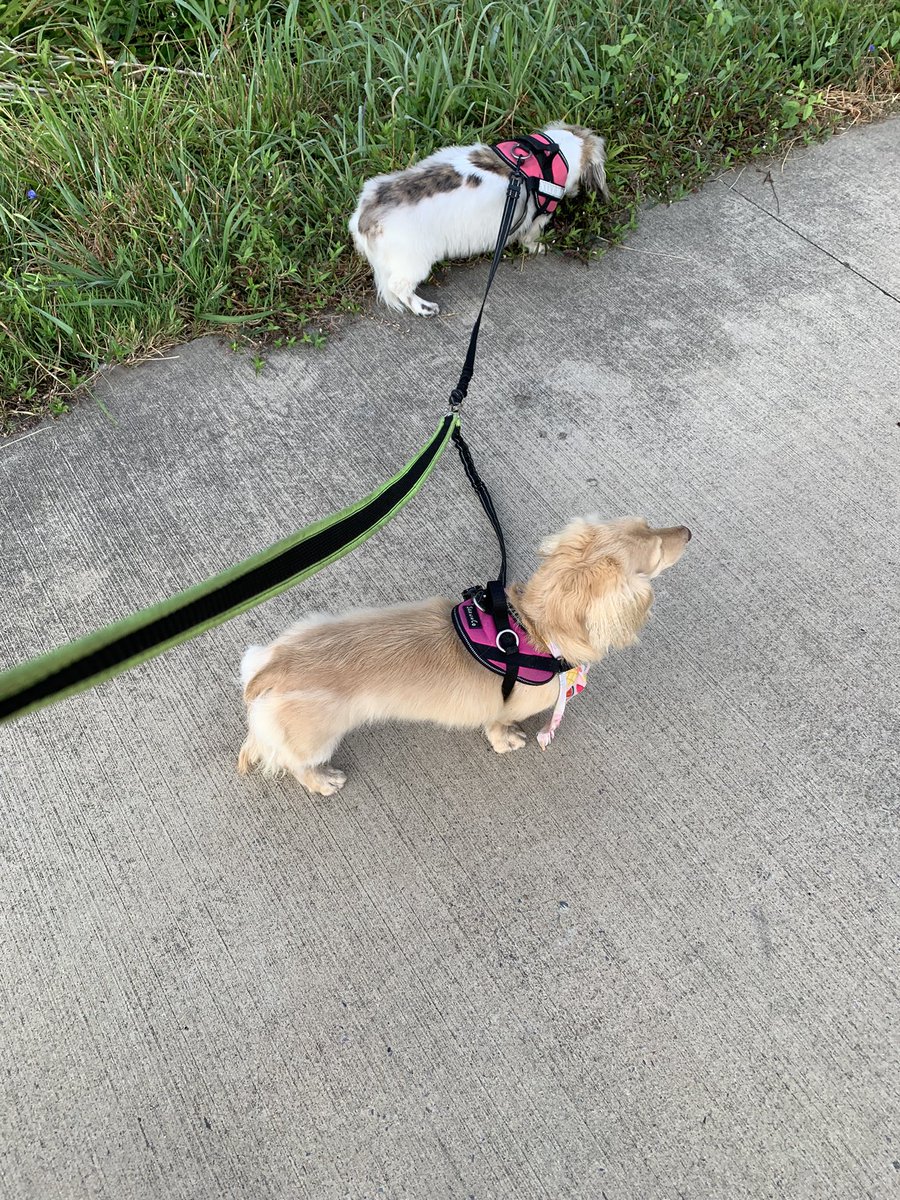 dani48086's tweet image. Walkies along the river with Daphne and Layla. And, Pupcups to finish with.