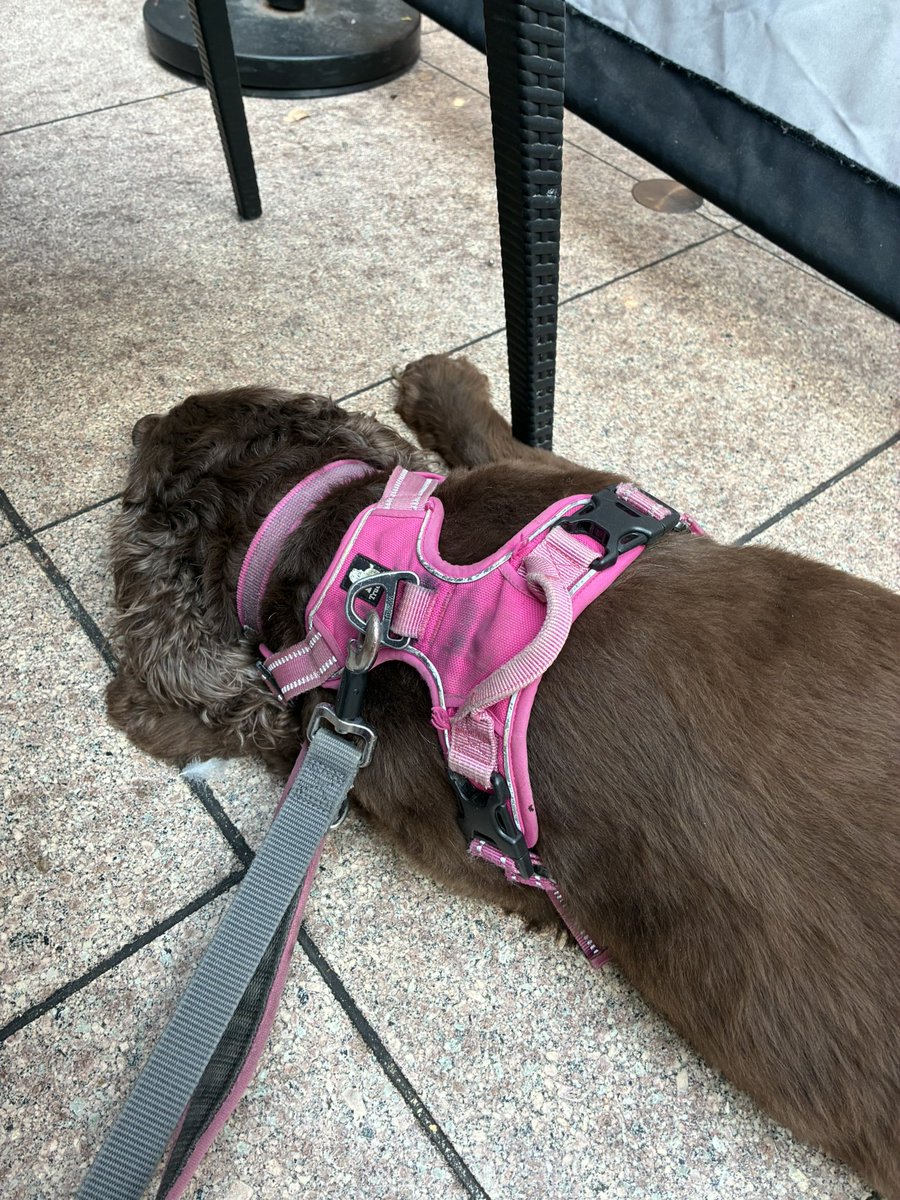 Aftnoon pals wez had some drizzle dis morning but warmed up now! HuDad for his trainers so wez had to go into town near by! Me is now inside a mall shopping centre they allow us doggos in. It dp be very noisy in here Mum is vein a coffee whilst we wait for HuDad