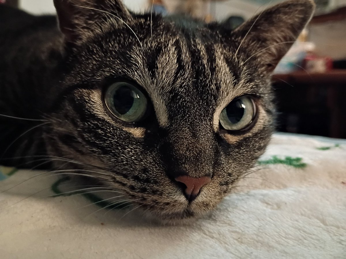 SeanFaust's tweet image. distrokid.com/hyperfollow/se…
Happy #Caturday!
Don't forget my goal of one million sales of Gin Asylum to help #kittens/ #cats!
Let's reach 1,000 sales this month!
Click the link above!
#buyitdontstreamit and spread the word!
#CatsAreFamily #music #goals