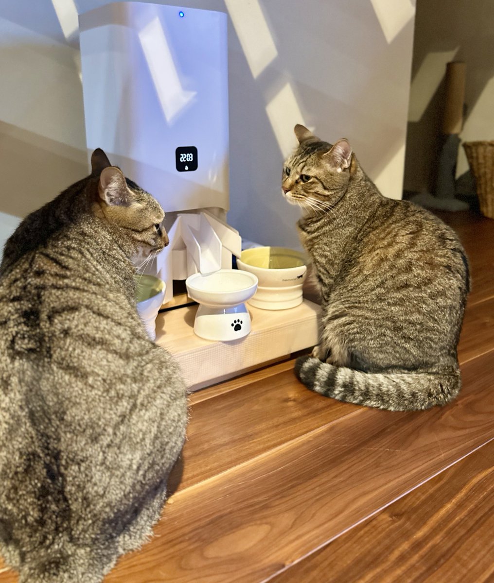 kawaiikijitora's tweet image. 22:01
「ご飯まだですか?」みたいな背中してる兄弟! でもね、あなた達1分前に出たのあっという間に完食したじゃないのー!