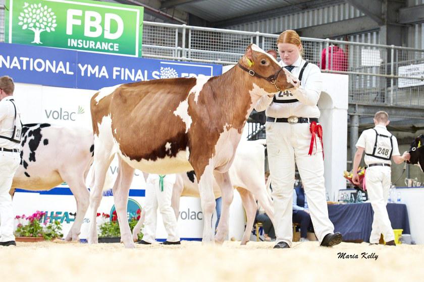 Peterhynes15's tweet image. Viva la Rouge ๐ฅ
Sizzler Rompen Rouge Red ET x Duckett Ranger 1132 x S-S-I Doc Have Not
1st Summer Yearling
๐ Champion R&W
๐ Champion Holstein
#RathardHolsteins #IHFA #YMA
#NationalYMAfinals