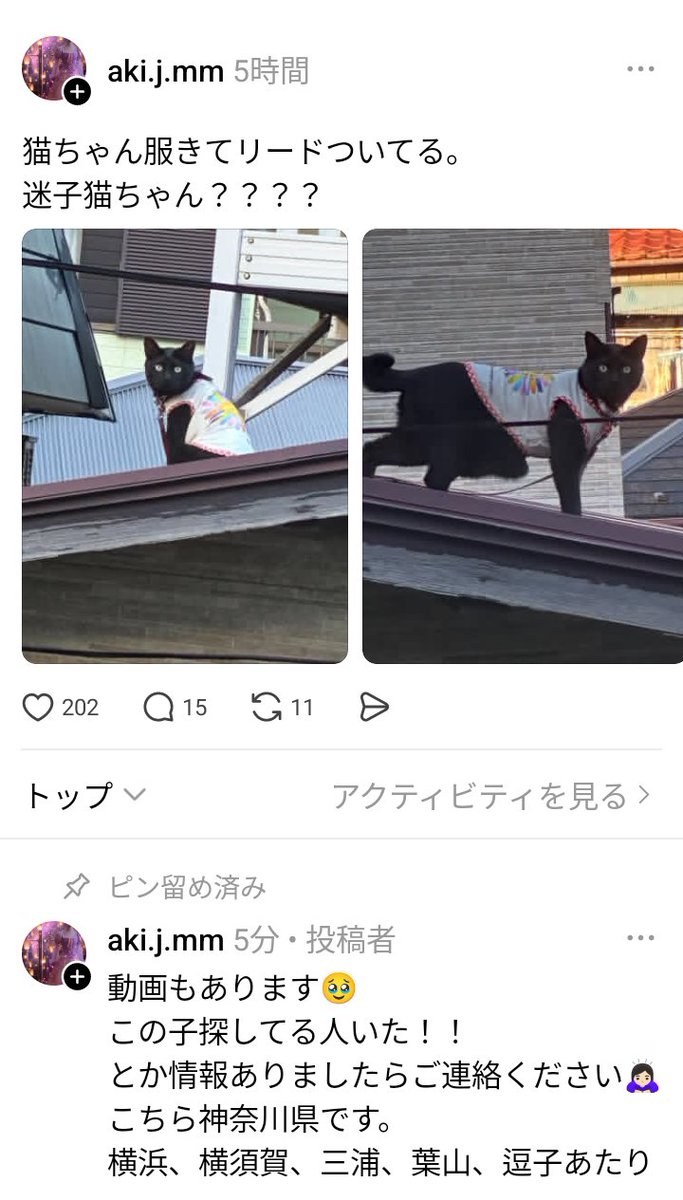 monon_11's tweet image. 至急!リードついた状態で服も着ている迷子猫ちゃんです!リードが引っかかる恐れあり。日が昇ると暑くてたまらないので少しでも早く飼い主さん見つかりますようよろしくお願いします🙇
神奈川県。横浜、横須賀、三浦、葉山、逗子辺りで情報ありましたらよろしくお願いします。との事です