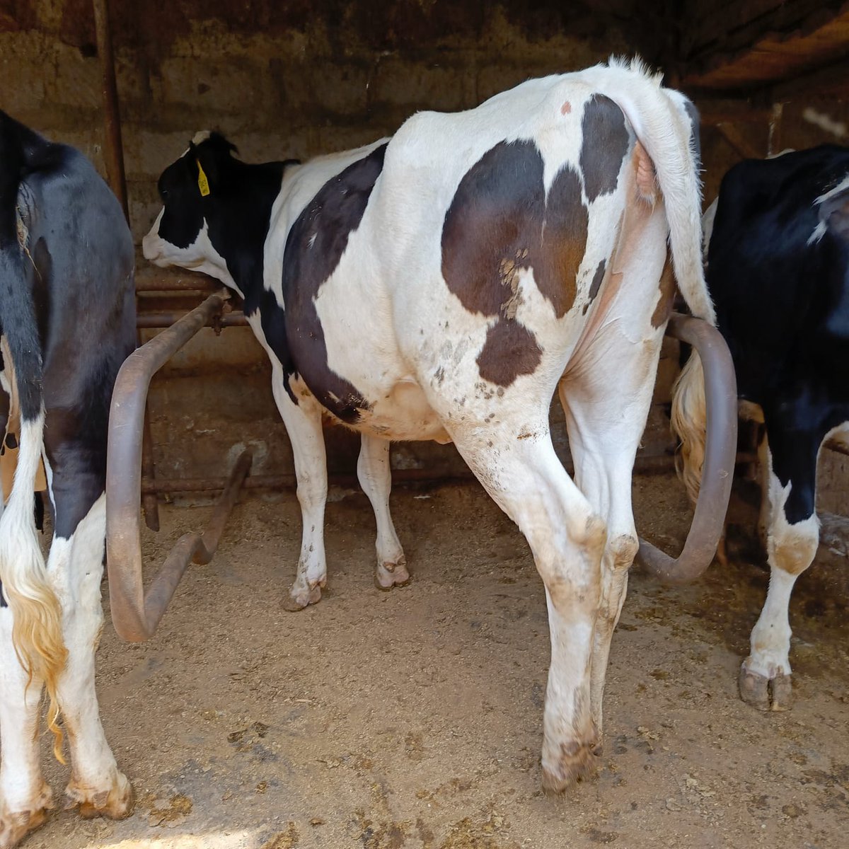 For the very best pedigree dairy breeds call us or Whatsapp on. And remember we do deliveries country wide na pia East African countries. What are you still waiting for? 
0713 802 746