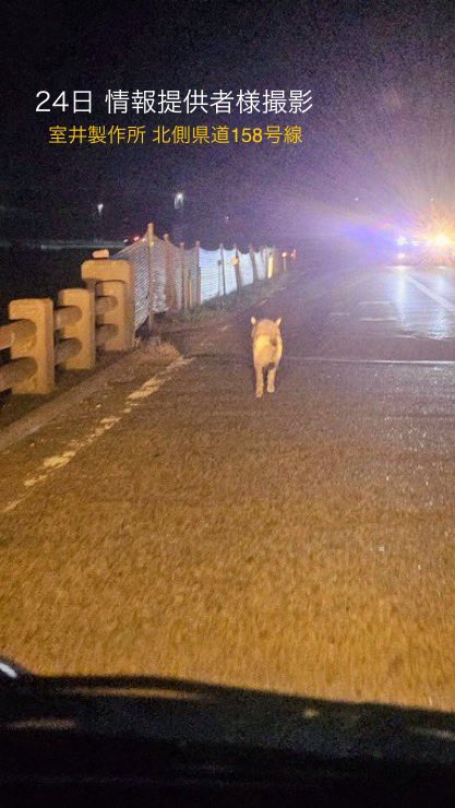 7/24 20時頃の目撃場所から新上三川病院方面へは行かず、北へ上がっていったようで、添付地図がもみじちゃんの今いる範囲かと思われます。
🍀地域の皆さま、どうかお力をお貸しください。
情報の連絡先は
【飼い主】<a href="/46noI8qA5tXC5MZ/">みほ　迷子犬捜索中</a> 
もしくは私宛にお願いいたします🙇‍♂️